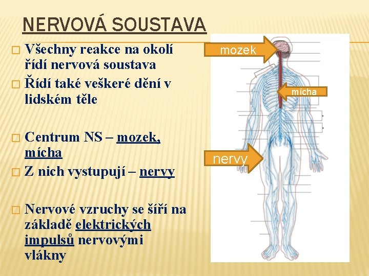 NERVOVÁ SOUSTAVA Všechny reakce na okolí řídí nervová soustava � Řídí také veškeré dění