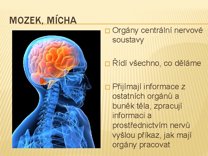 MOZEK, MÍCHA � Orgány centrální nervové soustavy � Řídí všechno, co děláme � Přijímají