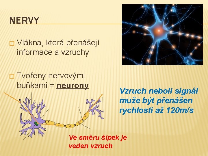 NERVY � Vlákna, která přenášejí informace a vzruchy � Tvořeny nervovými buňkami = neurony