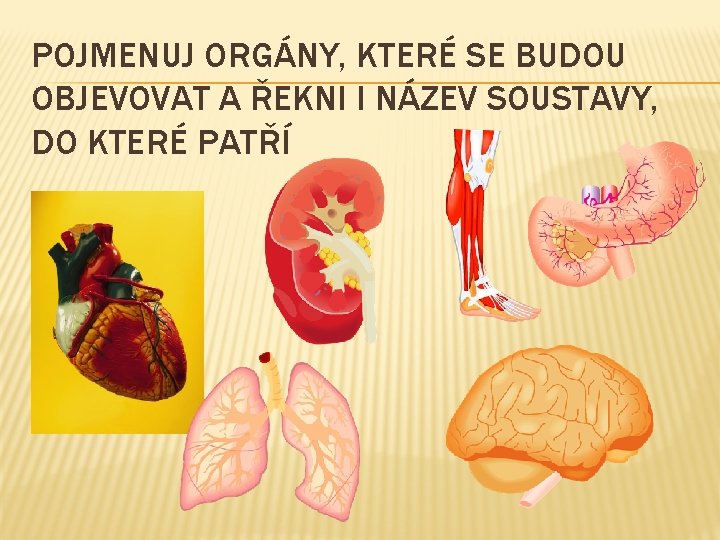 POJMENUJ ORGÁNY, KTERÉ SE BUDOU OBJEVOVAT A ŘEKNI I NÁZEV SOUSTAVY, DO KTERÉ PATŘÍ