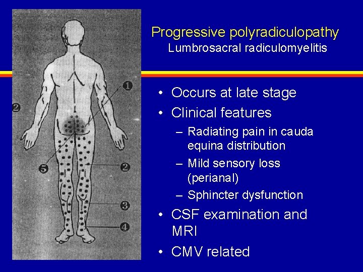 Progressive polyradiculopathy Lumbrosacral radiculomyelitis • Occurs at late stage • Clinical features – Radiating