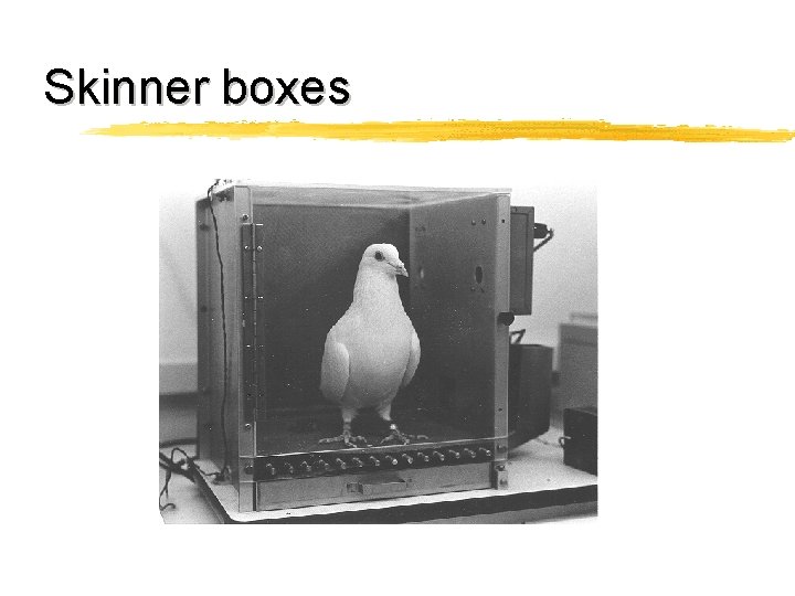 Skinner boxes 