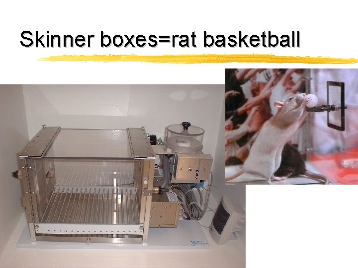 Skinner boxes=rat basketball 