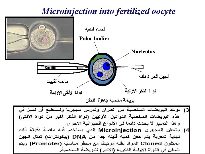 Microinjection into fertilized oocyte ﺃﺠﺴﺎﻡ ﻗﻄﺒﻴﺔ Polar bodies Nucleolus Suction Holding ﺗﺜﺒﻴﺖ capillary ﻣﺎﺻﺔ