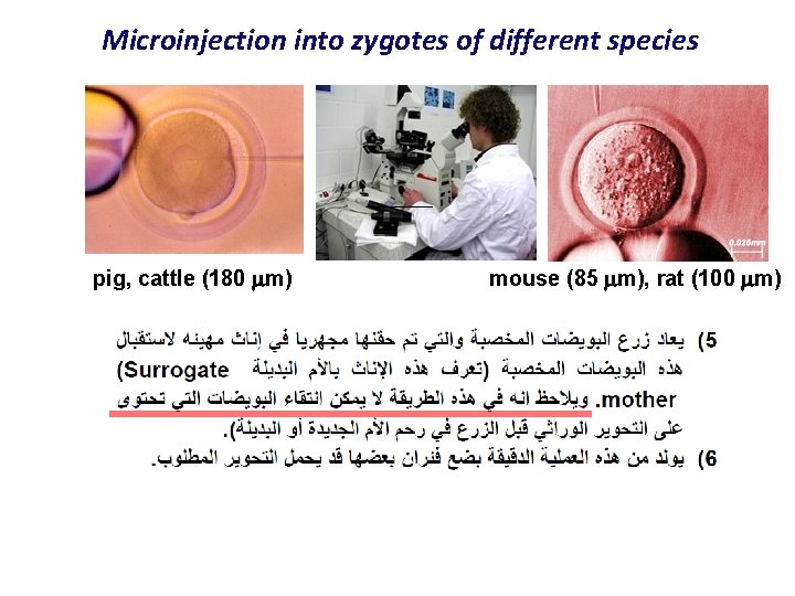 Microinjection into zygotes of different species pig, cattle (180 m) mouse (85 m), rat
