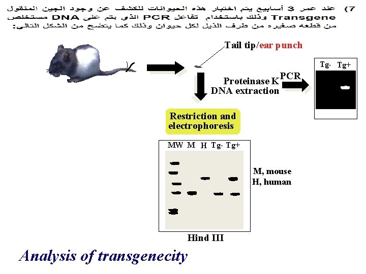 Tail tip/ear punch Tg- Tg+ Proteinase K PCR DNA extraction Restriction and electrophoresis MW