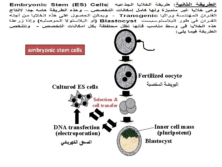 embryonic stem cells Fertilized oocyte Cultured ES cells ﺍﻟﺒﻮﻳﻀﺔ ﺍﻟﻤﺨﺼﺒﺔ Selection & cell transfer