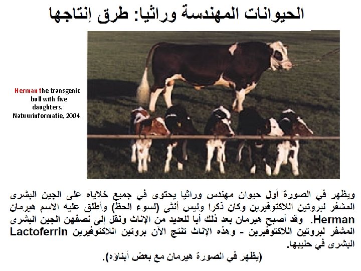 Herman the transgenic bull with five daughters. Natuurinformatie, 2004. 