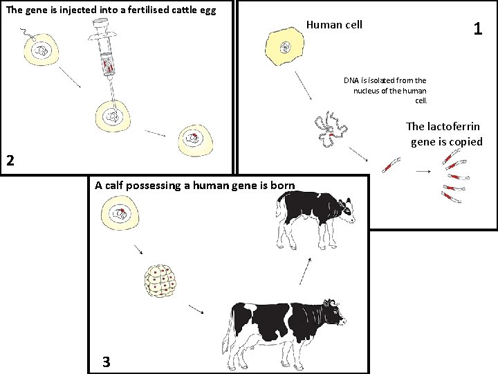 The gene is injected into a fertilised cattle egg 1 Human cell DNA is