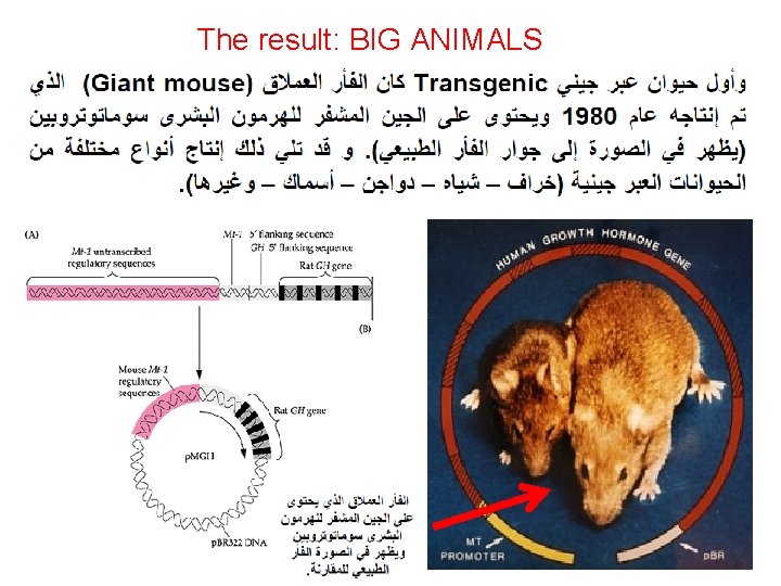 The result: BIG ANIMALS 