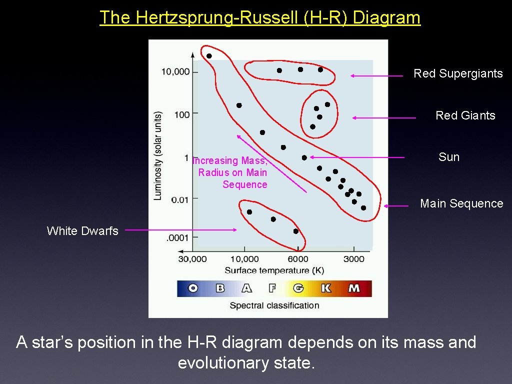 The Hertzsprung-Russell (H-R) Diagram Red Supergiants Red Giants Increasing Mass, Radius on Main Sequence