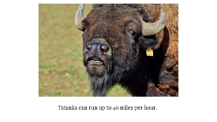 Tatanka can run up to 40 miles per hour. 