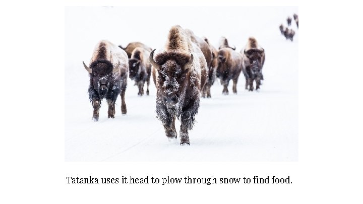 Tatanka uses it head to plow through snow to find food. 