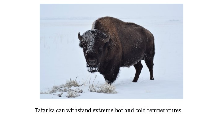 Tatanka can withstand extreme hot and cold temperatures. 