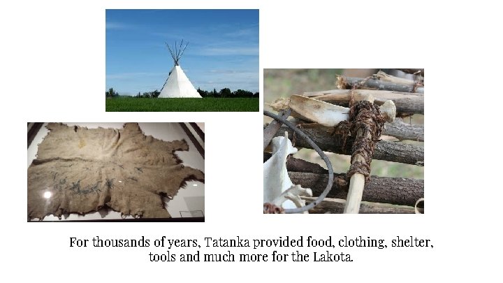 For thousands of years, Tatanka provided food, clothing, shelter, tools and much more for
