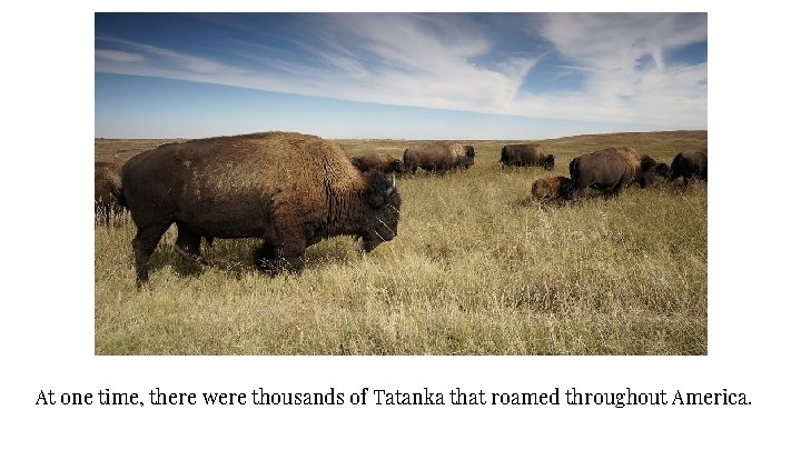 At one time, there were thousands of Tatanka that roamed throughout America. 