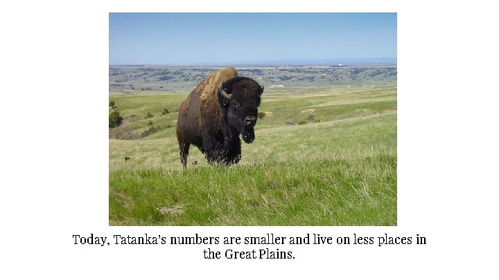 Today, Tatanka’s numbers are smaller and live on less places in the Great Plains.