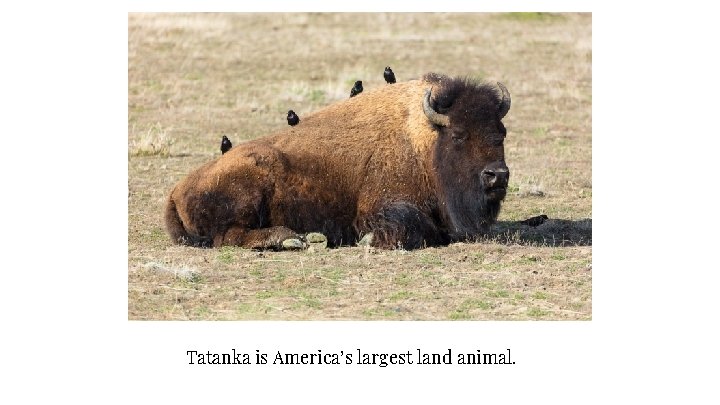 Tatanka is America’s largest land animal. 