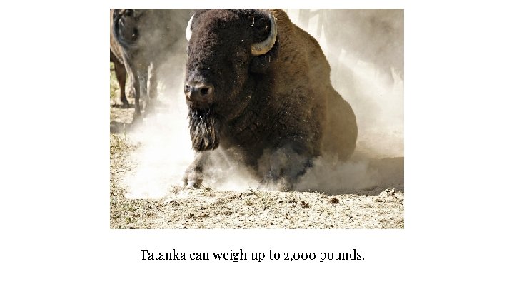 Tatanka can weigh up to 2, 000 pounds. 