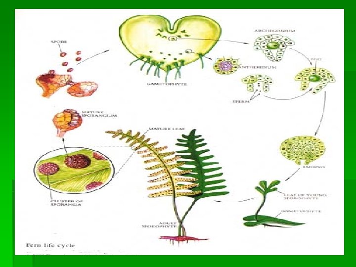 Seedless Vascular Plants Seedless Vascular Recall Bryophytes have