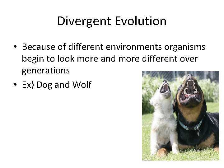 Divergent Evolution • Because of different environments organisms begin to look more and more
