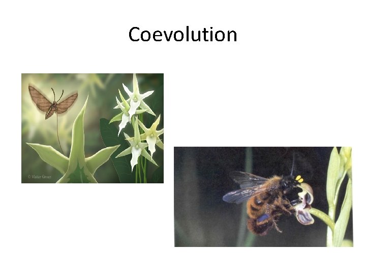 Coevolution 