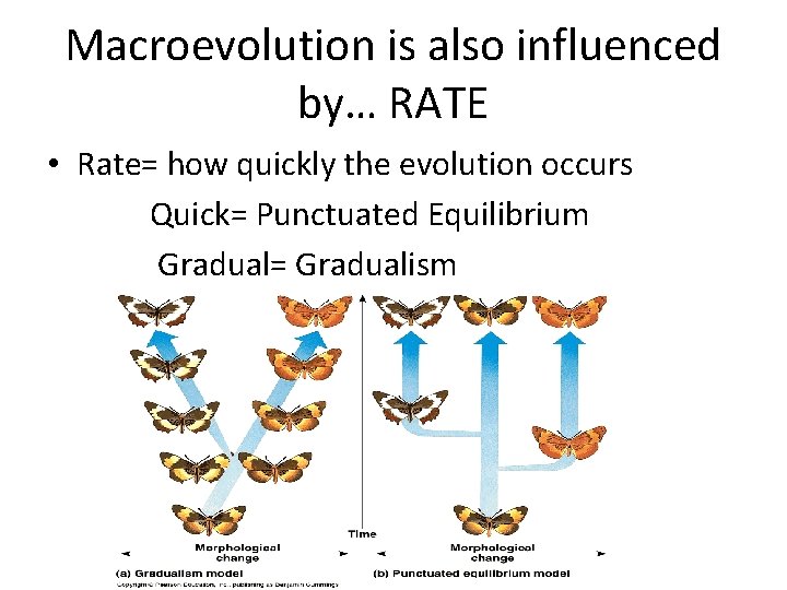 Macroevolution is also influenced by… RATE • Rate= how quickly the evolution occurs Quick=