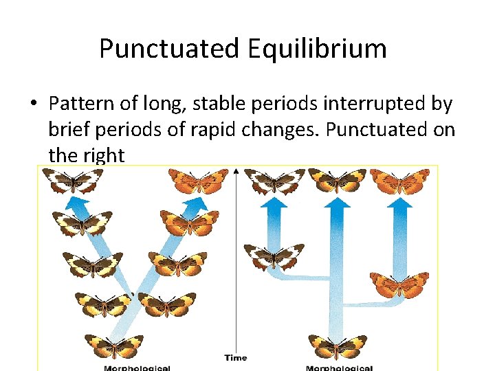 Punctuated Equilibrium • Pattern of long, stable periods interrupted by brief periods of rapid