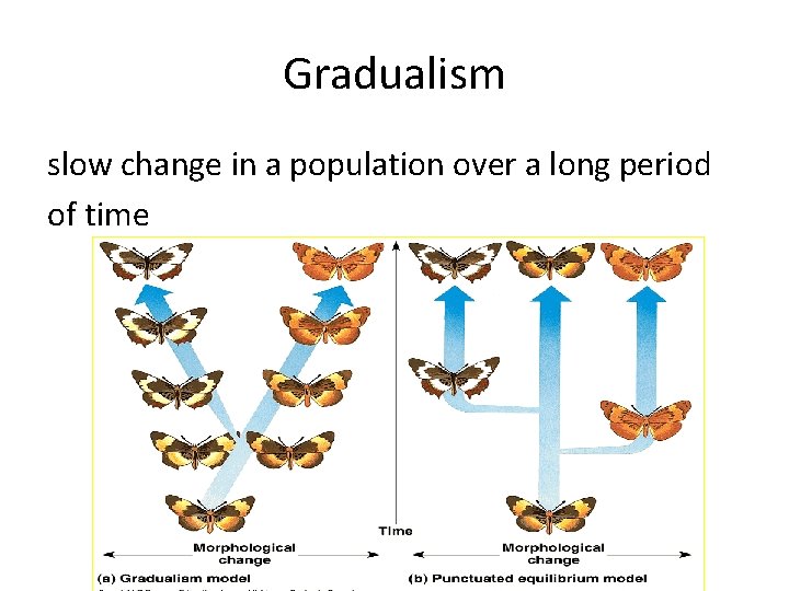 Gradualism slow change in a population over a long period of time 