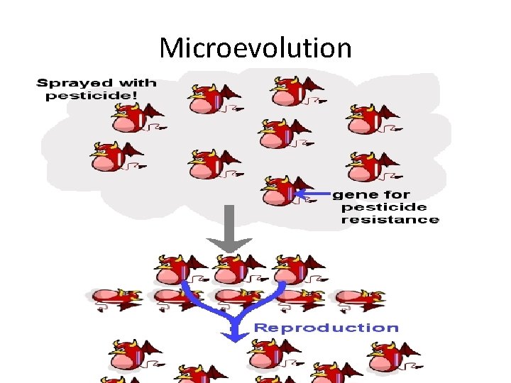 Microevolution 