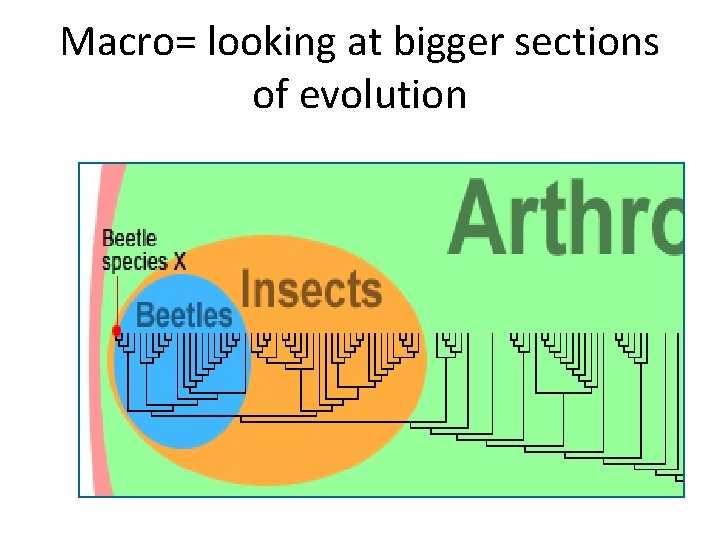Macro= looking at bigger sections of evolution 