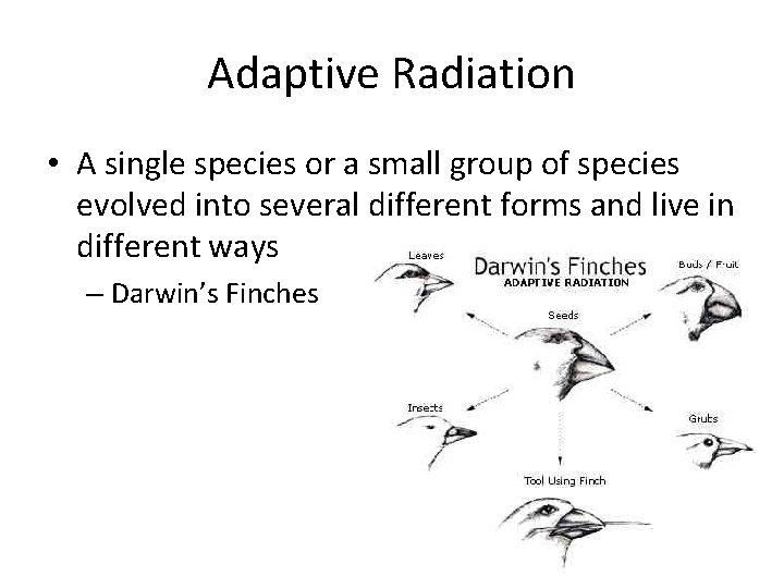 Adaptive Radiation • A single species or a small group of species evolved into