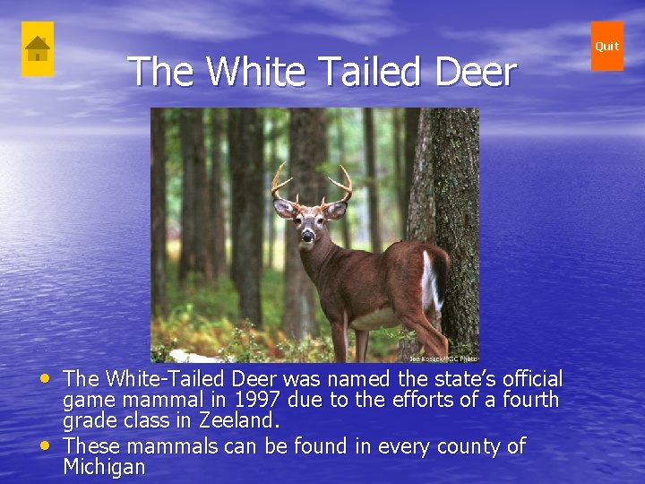 The White Tailed Deer • The White-Tailed Deer was named the state’s official •