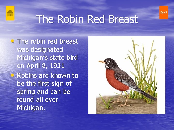 The Robin Red Breast • The robin red breast • was designated Michigan’s state The Robin Red Breast • The robin red breast • was designated Michigan’s state