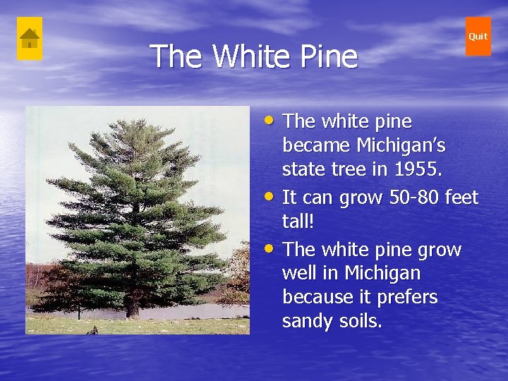 The White Pine • The white pine • • Quit became Michigan’s state tree The White Pine • The white pine • • Quit became Michigan’s state tree