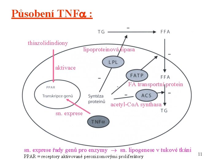 Působení TNF : thiazolidindiony lipoproteinová lipasa aktivace FA transportní protein acetyl-Co. A synthasa sn.