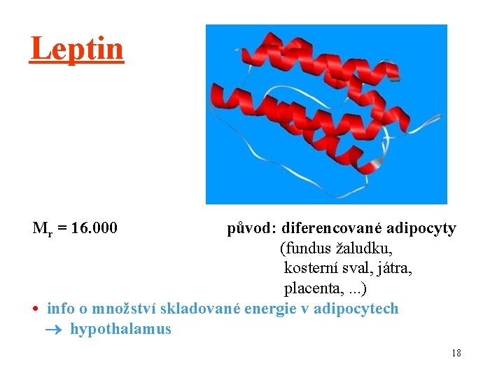 Leptin Mr = 16. 000 původ: diferencované adipocyty (fundus žaludku, kosterní sval, játra, placenta,