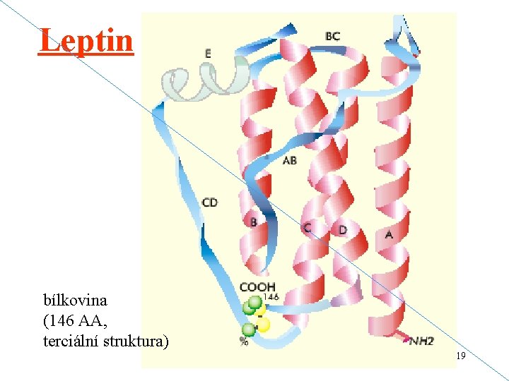Leptin bílkovina (146 AA, terciální struktura) 19 