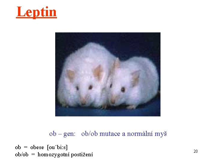 Leptin ob – gen: ob/ob mutace a normální myš ob = obese [ou´bi: s]