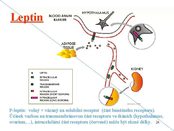 Leptin P-leptin: volný + vázaný na solubilní receptor (část buněčného receptoru). Účinek vazbou na