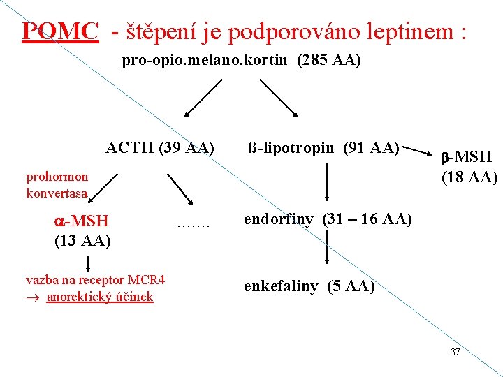 POMC - štěpení je podporováno leptinem : pro-opio. melano. kortin (285 AA) ACTH (39