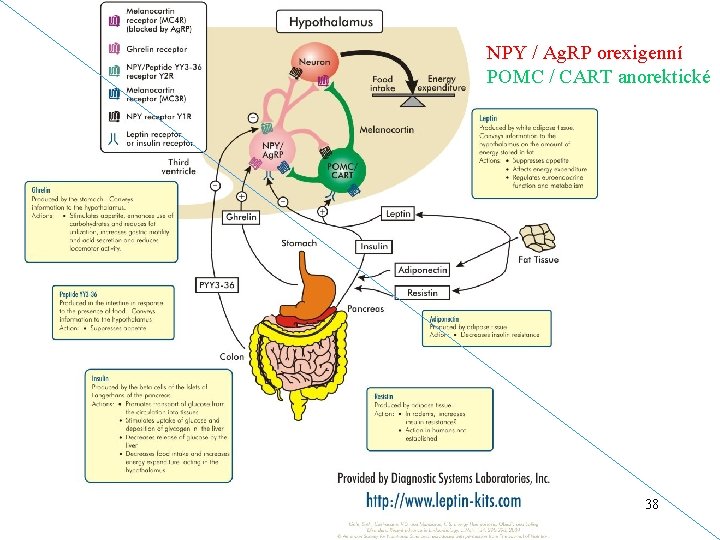 NPY / Ag. RP orexigenní POMC / CART anorektické 38 
