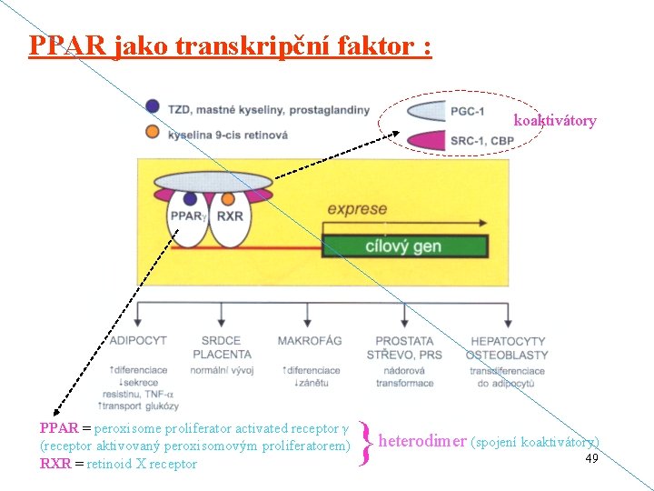 PPAR jako transkripční faktor : koaktivátory PPAR = peroxisome proliferator activated receptor γ (receptor