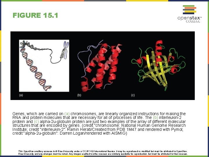 BIOLOGY Chapter 15 GENES AND PROTEINS Power Point