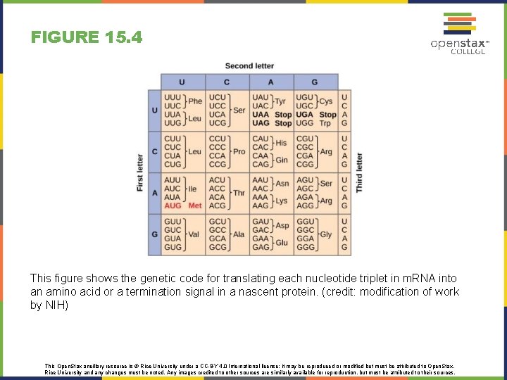 BIOLOGY Chapter 15 GENES AND PROTEINS Power Point