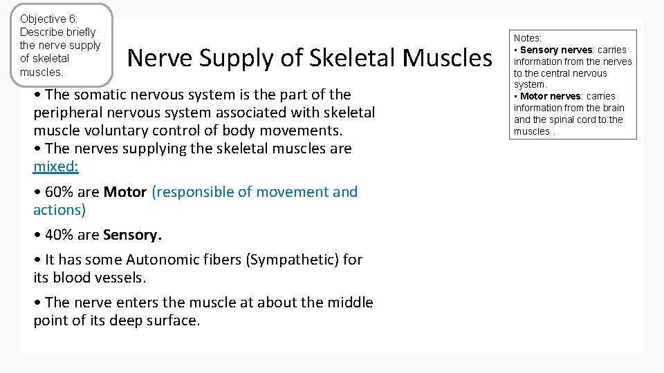 Objective 6: Describe briefly the nerve supply of skeletal muscles. Nerve Supply of Skeletal