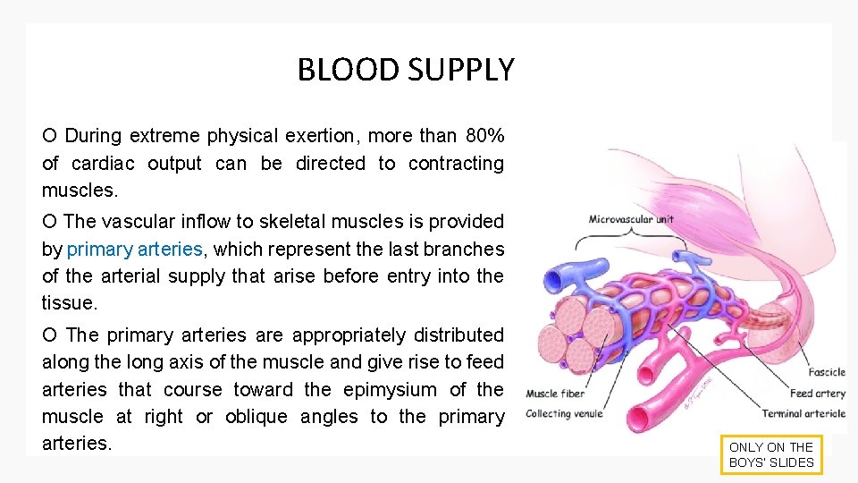 BLOOD SUPPLY O During extreme physical exertion, more than 80% of cardiac output can
