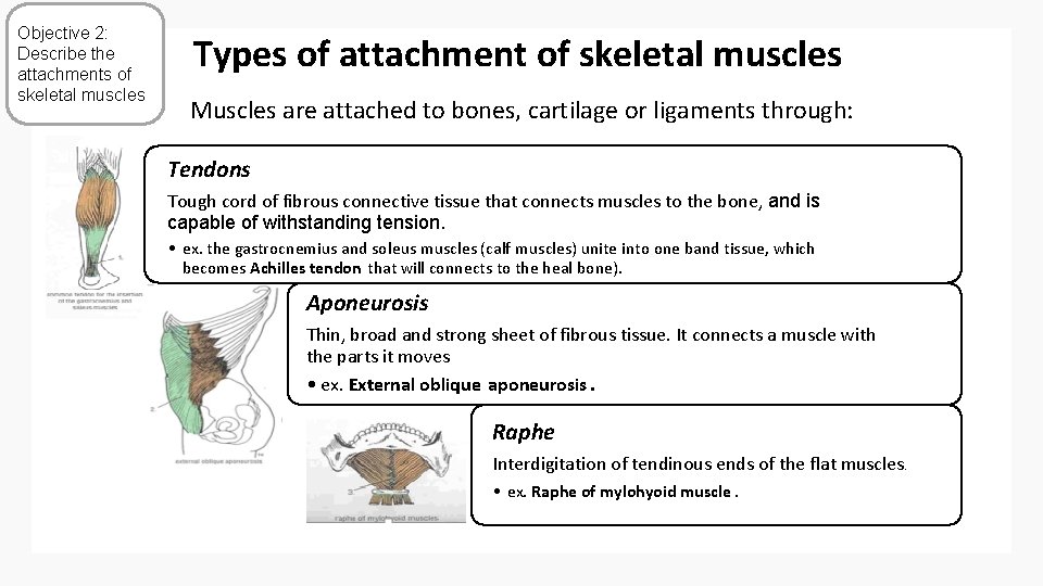 Objective 2: Describe the attachments of skeletal muscles Types of attachment of skeletal muscles