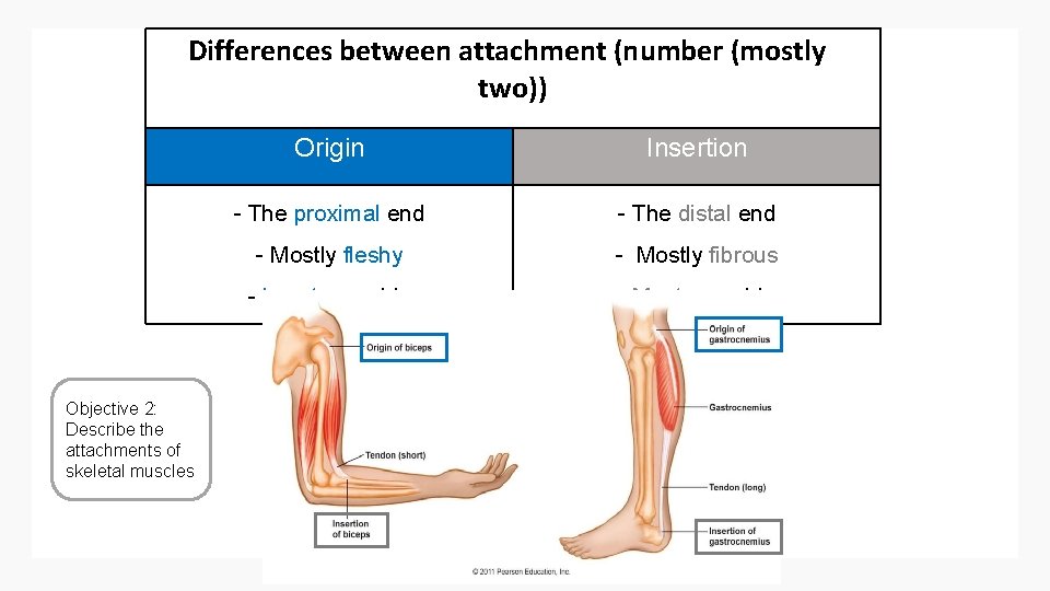 Differences between attachment (number (mostly two)) Objective 2: Describe the attachments of skeletal muscles
