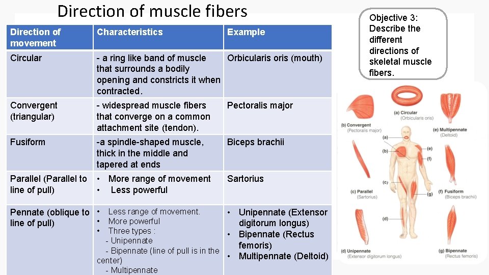 Direction of muscle fibers Direction of movement Characteristics Circular - a ring like band